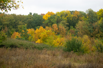 Fototapeta premium Fading dense grass against a background of a lush forest mixed in itself with different colors