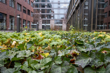Backyard in Berlin