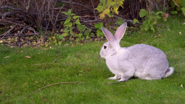Cute white rabbit eats fresh green grass and lawn on a sunny summer day, white fluffy tail. Close-up. 4k footage.