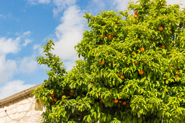 oranges hanging in a tree