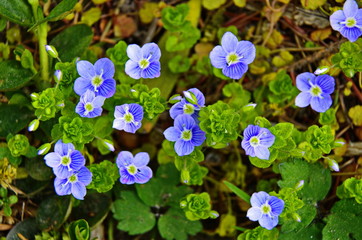 Veronica chamaedrys - blue blossoms