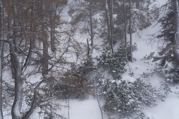 Gebirgswald im Winter