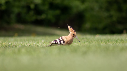 Hoopoe on the grass, Portugal