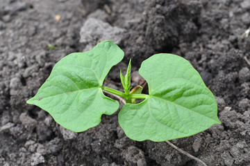 young bean sprout in the garden.Rows of soy plants on an agricultural plantation. Selective focus.