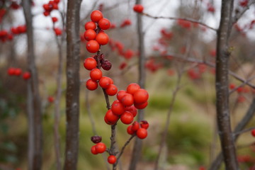 red berries in the snow