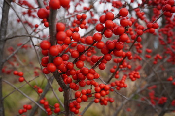 red berries on a branch