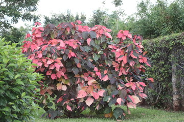 Wunderbare Blütenpracht am Haus in Kenia