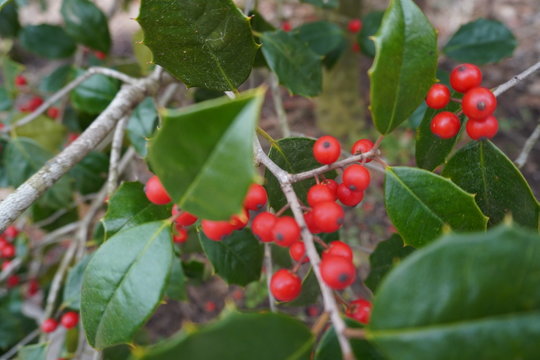 red berries on a bush