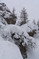 Gebirgswald im Winter