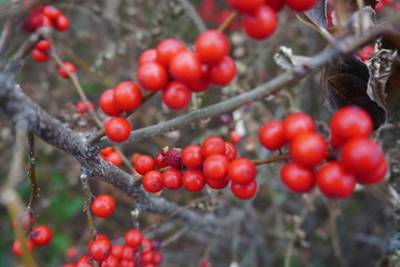 red berries on a branch