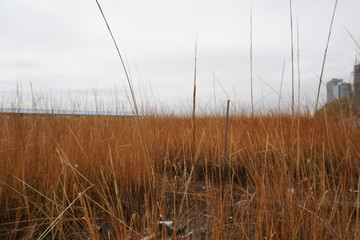 Obraz premium reeds on the beach