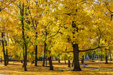 City park with yellow maple trees