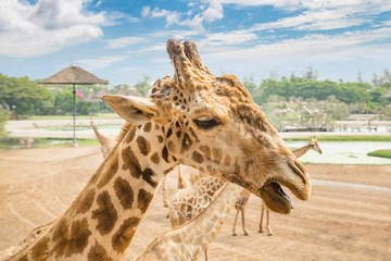 Safari World Zoo in Bangkok