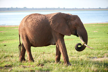 Elephant at Lake Kariba, Zimbabwe