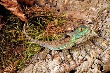 Jesus Christ lizard / Stirnlappenbasilisk (Basiliscus plumifrons) 