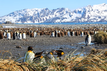 Obraz premium Riesige Pinguinkolonie in Südgeorgien - Königspinguin