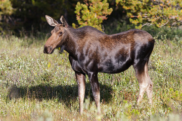 Naklejka na ściany i meble Shiras Moose in the Rocky Mountains of Colorado