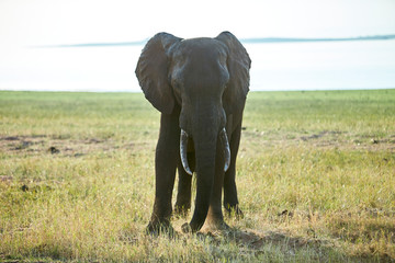 Obraz na płótnie Canvas Elephant at Lake Kariba, Zimbabwe