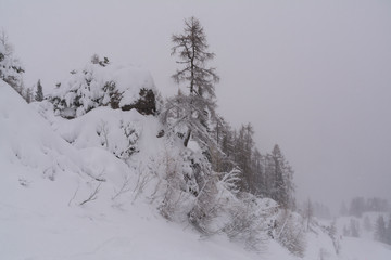Lärchenbaum im Winter