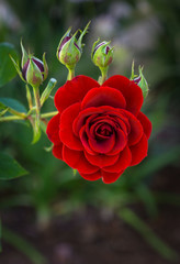 red rose and the buds
