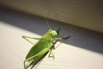 Green, singing grasshopper sitting on the wall of the house, close-up.