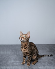 young curious bengal cat looking up on concrete ground in front of white wall - obrazy, fototapety, plakaty