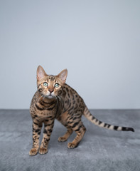 portrait of a playful curious young bengal cat looking at camera on concrete ground in front of white wall