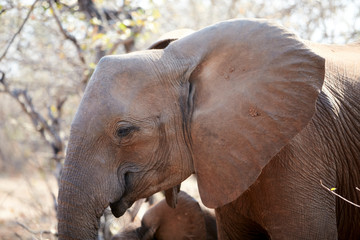 Fototapeta na wymiar Elephant at Lake Kariba, Zimbabwe