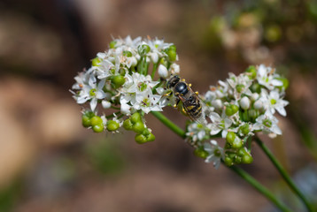 Bee on the flower