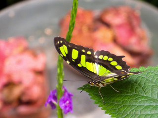 Yellow and black butterfly on a leaf