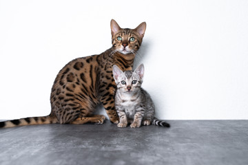 two bengal kittens standing on concrete floor in front of white wall looking at camera curiously
