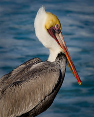 portrait of a pelican