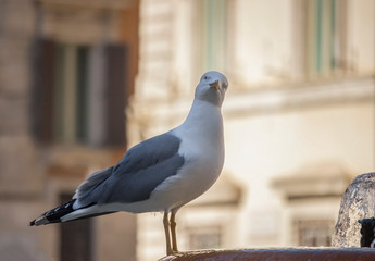 bird on roof in summer Roma