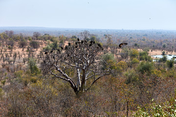 Marabou stork and vultures on a baobab tree, Victoria Falls, Zimbabwe