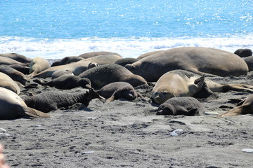 Seeelefanten am Strand in Südgeorgien - Gruppe Kolonie