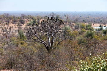 Marabou stork and vultures on a baobab tree, Victoria Falls, Zimbabwe