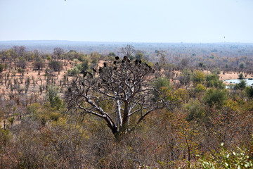 Marabou stork and vultures on a baobab tree, Victoria Falls, Zimbabwe