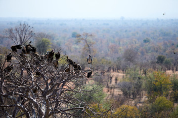 Marabou stork and vultures on a baobab tree, Victoria Falls, Zimbabwe