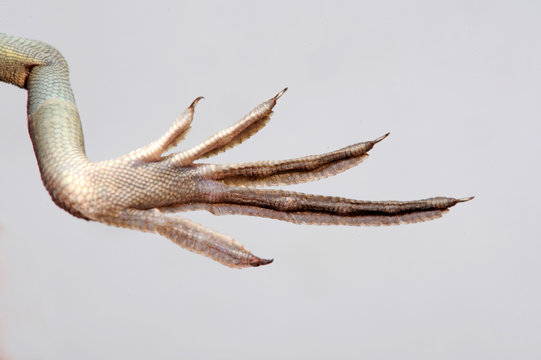 Schwimmhaut 이미지 찾아보기 238 스톡 사진, 벡터 및 비디오 Adobe Stock