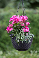 Pelargonie w doniczce wiszące