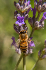 bee on a flower