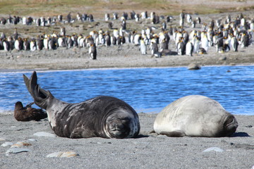 Fototapeta premium Seeelefant und Pinguine in Südgeorgien - Salisbury Plains