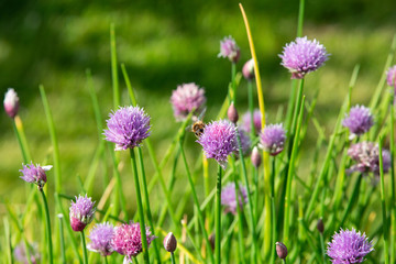 Fototapeta premium Bee on Allium