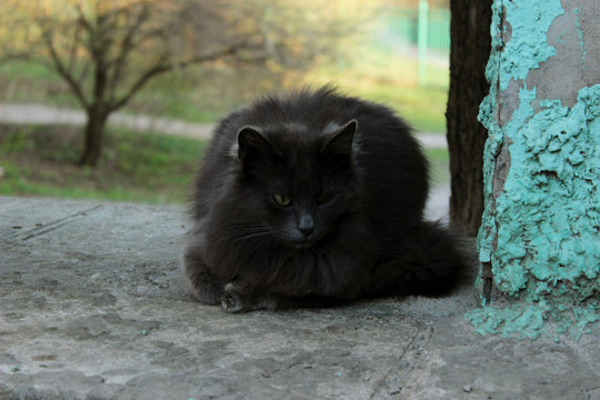 Black cat lying outdoors. Stray cat  in the park. Animals, pets, animls day concept.
