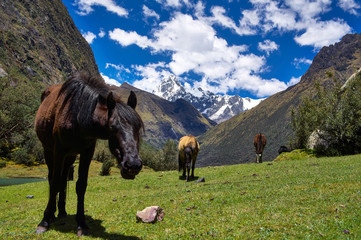 Horses in the Huascaran National Park in Peru