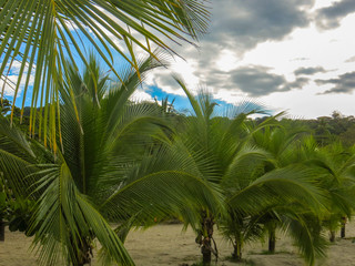 Palm trees with cloudy sky