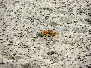 Crab about to hide in hole