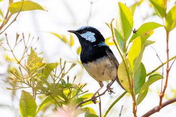 Obraz premium A blue faced male Superb Fairy-Wren sitting on a green branch