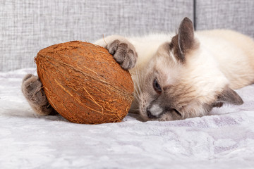 Thai kitten is playing with coconut on the sofa.