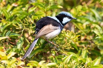 A blue faced male Superb Fairy-Wren sitting on a green branch